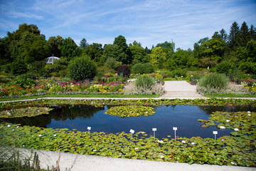 Fototapeta na wymiar landscaped pond with water lilies in the botanical garden