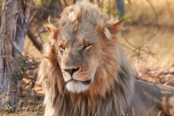 Beautiful big adult lion in Botswana