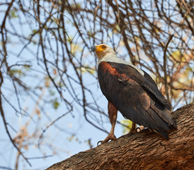 Fish eagle on a branch of a tree