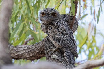 Tawny Frogmouth in Australia
