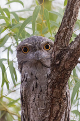 Tawny Frogmouth in Australia