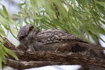 Tawny Frogmouth in Australia