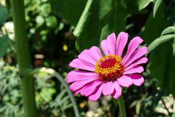 Obraz premium ジニア