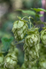 Hop cones, close-up shot. Agricultural plant used in the brewing industry