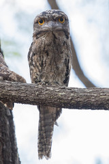 Tawny Frogmouth in Australia