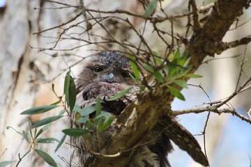 Tawny Frogmouth in Australia