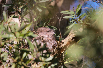 Tawny Frogmouth in Australia