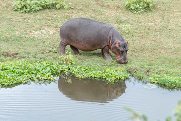 Hippopotamus grazing at a pond with water hyacinth