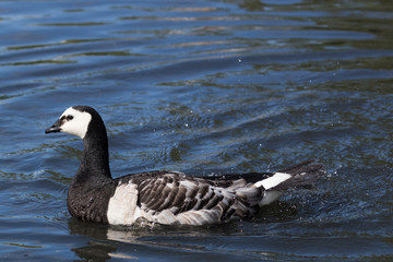 Barnacle Goose in England