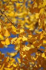 美しく黄金色に染まる銀杏