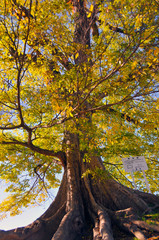 美しく黄金色に染まる大木の銀杏