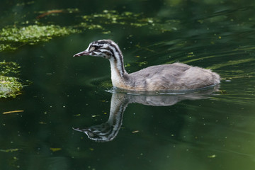 Great Crested Grebe in England