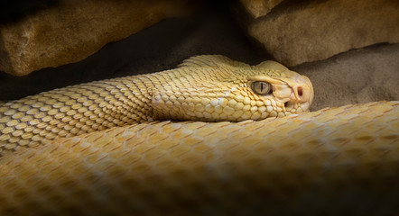 closeup of yellow snake