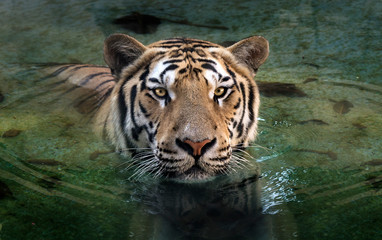 Fototapeta na wymiar tiger in the green water