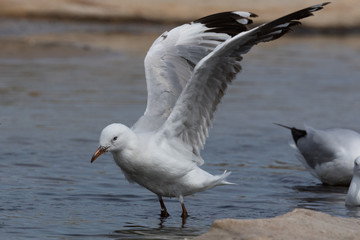 Fototapeta premium Silver Gull in Australasia