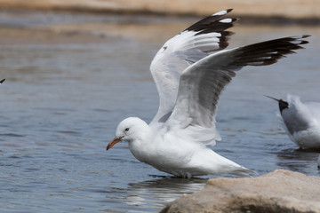 Fototapeta premium Silver Gull in Australasia