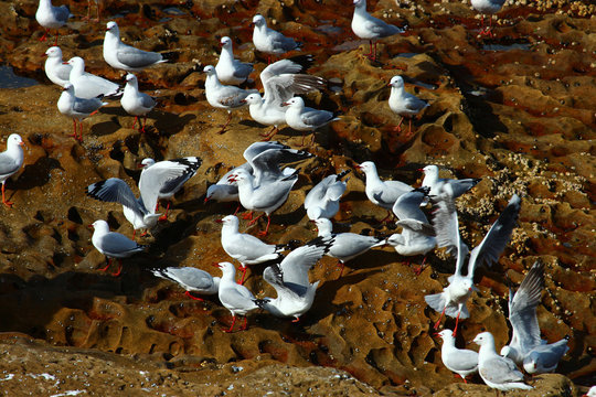 Silver Gull in Australasia