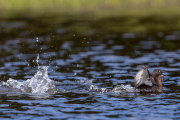 Dabchick New Zealand Endemic Grebe