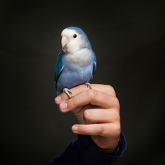 bird in hand © xyo33