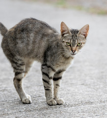 Angry cat no the street