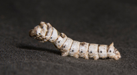 Silkworm with black background