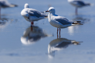 Red Billed Gull in Australasia