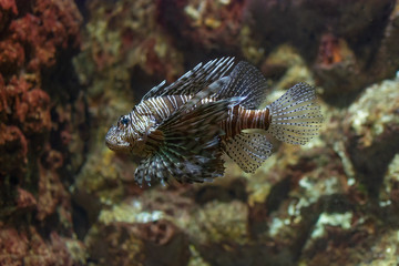 Lion Fish Pterois volitans Scorpaenidae on coral. Lionfish