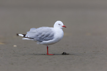 Naklejka premium Red Billed Gull in Australasia