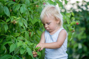 Little toddler boy, child, gathering raspberiies