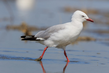 Red Billed Gull in Australasia