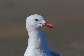 Red Billed Gull in Australasia