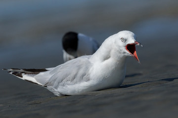 Red Billed Gull in Australasia