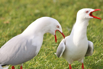 Red Billed Gull in Australasia