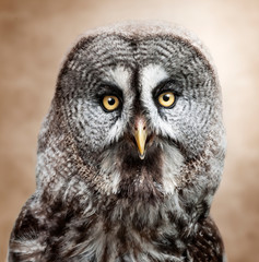 portrait of an owl
