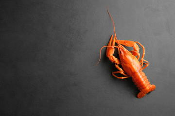 lobster on black background top view