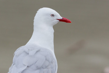 Red Billed Gull in Australasia