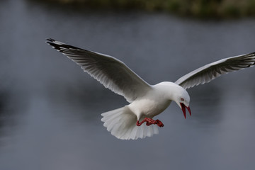 Red Billed Gull in Australasia
