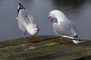 Red Billed Gull in Australasia