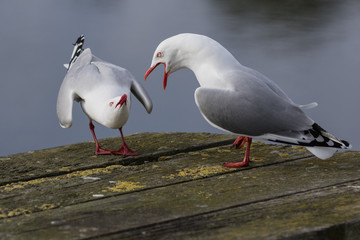 Red Billed Gull in Australasia