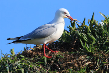 Red Billed Gull in Australasia