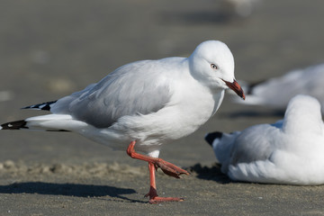 Red Billed Gull in Australasia