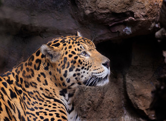  jaguar rested © xyo33