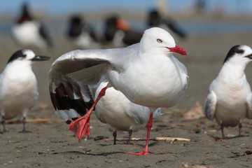 Red Billed Gull in Australasia