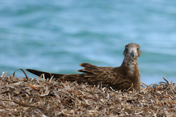 Pacific Gull in Australia