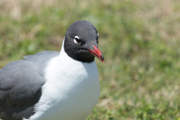 Laughing Gull in Texas USA