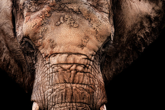 face of an elephant