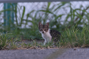 猫