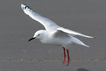 Obraz premium Black Billed Gull Endemic to New Zealand