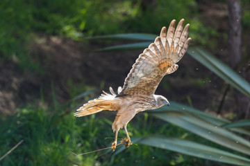 Australasian Harrier