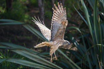 Australasian Harrier